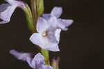 Narrowleaf vervain